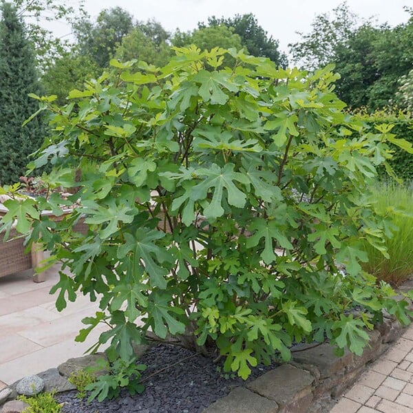 BLOOMIQUE - Ficus carica 'Brown Turkey' - Figuier - Arbre fruitier - Plante de jardin - H. 60-80 cm - P. 17 cm - large