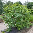 BLOOMIQUE - Ficus carica 'Brown Turkey' - Figuier - Arbre fruitier - Plante de jardin - H. 60-80 cm - P. 17 cm - vignette