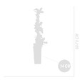 BLOOMIQUE - Vaccinium Corymbosum 'Goldtraube' - Myrtille - Plantes fruitières - P. 14 cm - H. 60-70cm - vignette