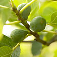 BLOOMIQUE - 2x Ficus Carica 'Brown Turkey' - Figuier - Arbres fruitiers - P. 14 cm - H. 60-70cm - vignette