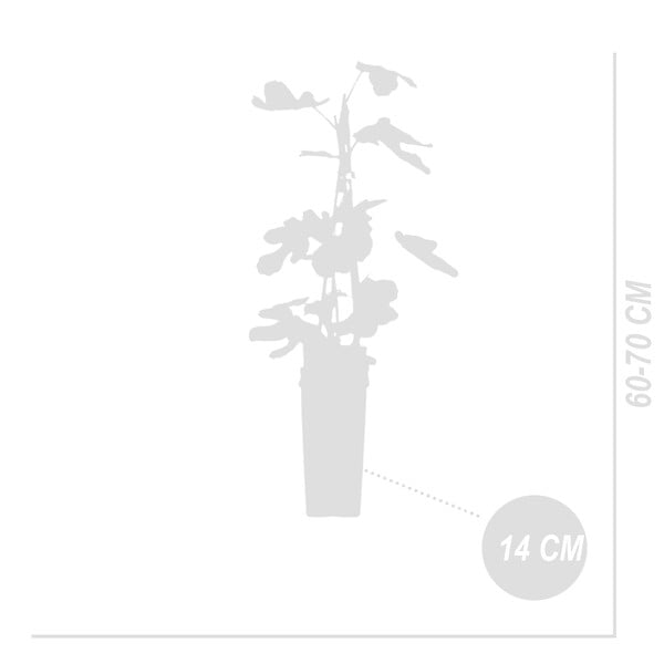BLOOMIQUE - 2x Ficus Carica 'Brown Turkey' - Figuier - Arbres fruitiers - P. 14 cm - H. 60-70cm - large