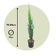 PLANT IN A BOX - Cyprès toujours vert - Set de 2 - Cupressus sempervirens - H70-80cm - ⌀19cm - vignette