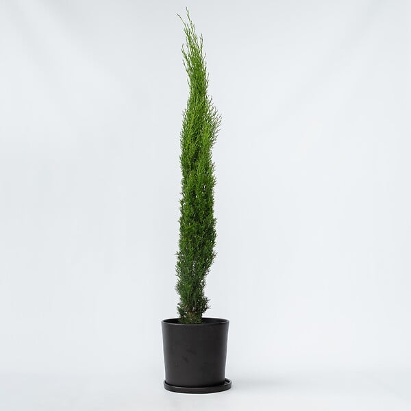 PLANT IN A BOX - Cyprès toujours vert - Cupressus sempervirens - Hauteur 70-80cm - ⌀19cm - large