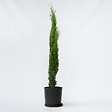 PLANT IN A BOX - Cyprès toujours vert - Cupressus sempervirens - Hauteur 70-80cm - ⌀19cm - vignette