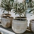 PLANT IN A BOX - Olivier - Set de 2 - Olea europaea - Hauteur 50-60cm - ⌀14cm - vignette