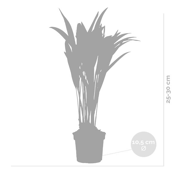 BLOOMIQUE - Lot de 2 - Dypsis Lutescens - Palmier Areca - Plantes d’intérieur - H. 20-30 cm - P. 10,5 cm - large