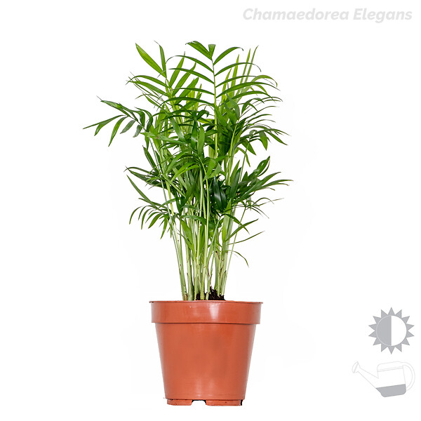 BLOOMIQUE - Lot de 3 - Mélange de palmiers tropicaux avec panier en jonc de mer - Facile à entretenir - 20-45 cm - large