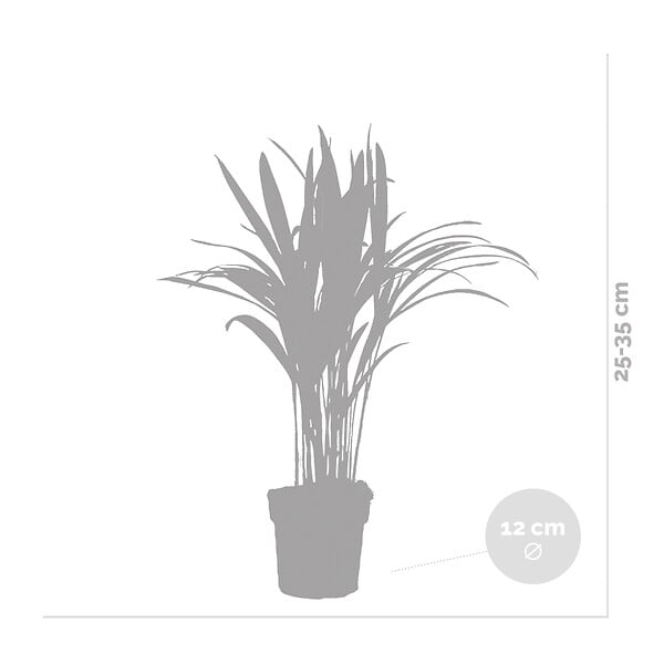 BLOOMIQUE - Dypsis Lutescens - Palmier Areca - Plante d’intérieur - Dépolluante - H. 30-40 cm - P. 12 cm - large
