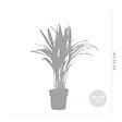 BLOOMIQUE - Dypsis Lutescens - Palmier Areca - Plante d’intérieur - Dépolluante - H. 30-40 cm - P. 12 cm - vignette