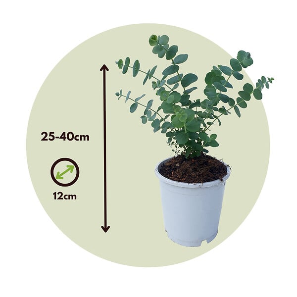 PLANT IN A BOX - Gommier - Set de 2 - Eucalyptus 'Pulverulenta' - Hauteur 25-40cm - ⌀13cm - large