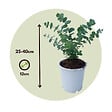 PLANT IN A BOX - Gommier - Set de 2 - Eucalyptus 'Pulverulenta' - Hauteur 25-40cm - ⌀13cm - vignette