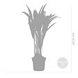 BLOOMIQUE - Dypsis Lutescens - Palmier Areca - Plantes d’intérieur - Dépolluante - H. 20-30 cm - P. 10,5 cm - vignette