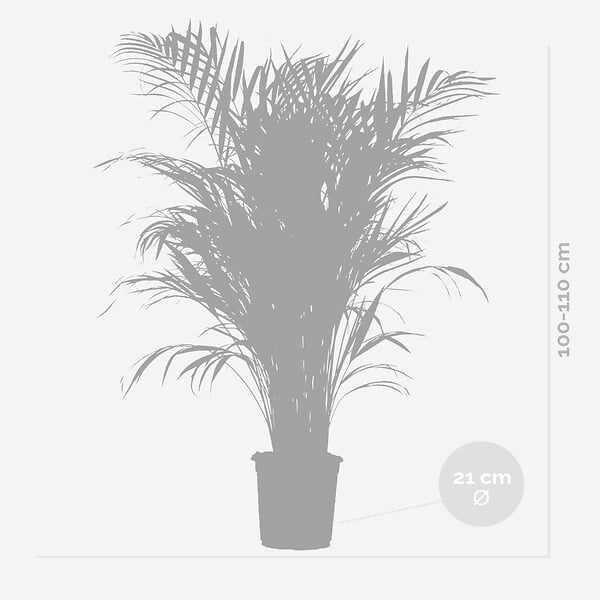 BLOOMIQUE - Dypsis Lutescens - Palmier Areca - Plantes d’intérieur - Dépolluante - H. 100-110 cm - P. 21 cm - large