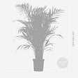 BLOOMIQUE - Dypsis Lutescens - Palmier Areca - Plantes d’intérieur - Dépolluante - H. 100-110 cm - P. 21 cm - vignette