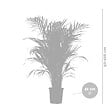 BLOOMIQUE - Dypsis Lutescens - Palmier Areca - Plante d’intérieur - Dépolluante - H. 100-110 cm - vignette