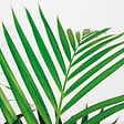 BLOOMIQUE - Dypsis Lutescens - Palmier Areca - Plante d’intérieur - Dépolluante - H. 100-110 cm - vignette