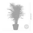 BLOOMIQUE - Dypsis Lutescens - Palmier Areca - Plante d’intérieur - Dépolluante - H. 100-110 cm - vignette