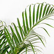 BLOOMIQUE - Dypsis Lutescens - Palmier Areca - Plantes d’intérieur - Dépolluante - H. 130-150 cm - P. 24 cm - vignette