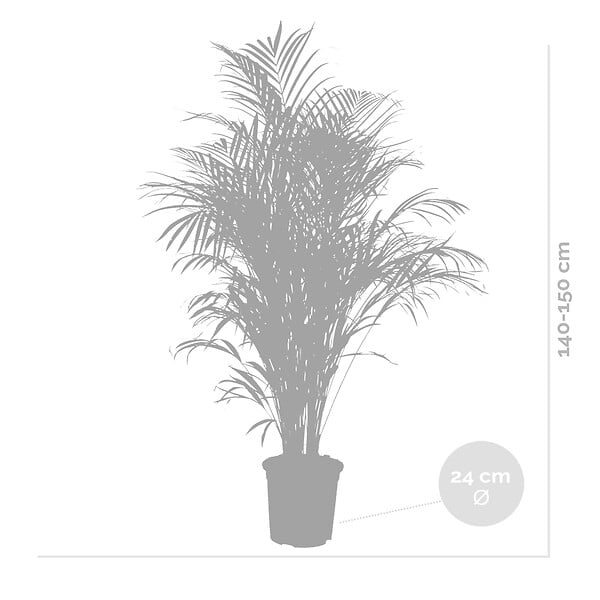 BLOOMIQUE - Dypsis Lutescens - Palmier Areca - Plantes d’intérieur - Dépolluante - H. 130-150 cm - P. 24 cm - large
