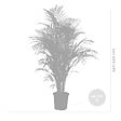 BLOOMIQUE - Dypsis Lutescens - Palmier Areca - Plantes d’intérieur - Dépolluante - H. 130-150 cm - P. 24 cm - vignette