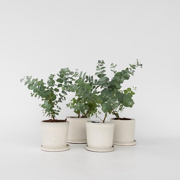 PLANT IN A BOX - Gommier - Set de 6 - Eucalyptus 'Pulverulenta' - Hauteur 25-40cm - ⌀12cm - large