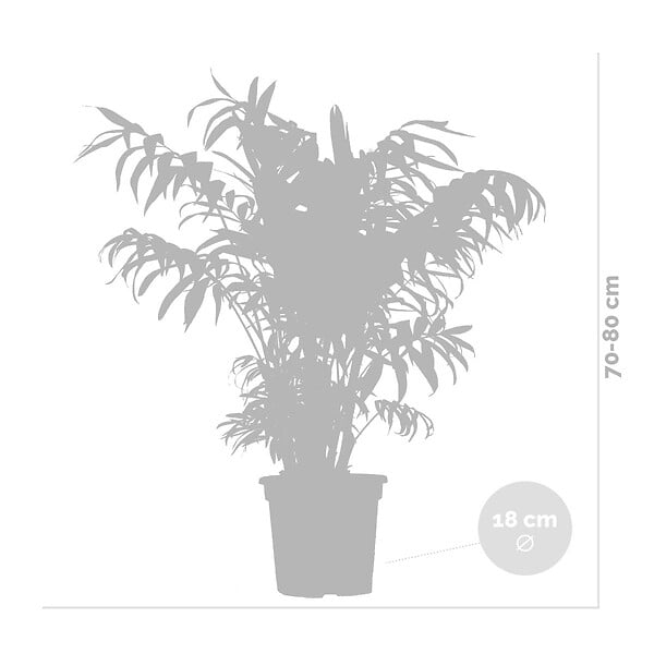 BLOOMIQUE - Chamaedorea Elegans - Palmier Nain Mexicain - Plantes d’intérieur - H. 60-80 cm - P. 18 cm - large