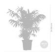 BLOOMIQUE - Chamaedorea Elegans - Palmier Nain Mexicain - Plantes d’intérieur - H. 60-80 cm - P. 18 cm - vignette