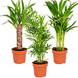 BLOOMIQUE - Lot de 3 - Mélange de palmiers tropicaux - Dypsis, Chamaedorea, Yucca - Facile d’entretien - vignette