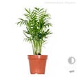 BLOOMIQUE - Lot de 3 - Mélange de palmiers tropicaux - Dypsis, Chamaedorea, Yucca - Facile d’entretien - vignette
