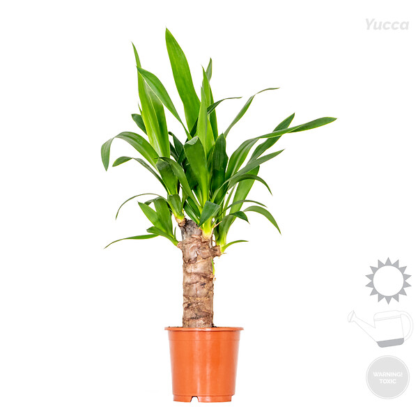 BLOOMIQUE - Lot de 3 - Mélange de palmiers tropicaux - Dypsis, Chamaedorea, Yucca - Facile d’entretien - large