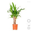 BLOOMIQUE - Lot de 3 - Mélange de palmiers tropicaux - Dypsis, Chamaedorea, Yucca - Facile d’entretien - vignette