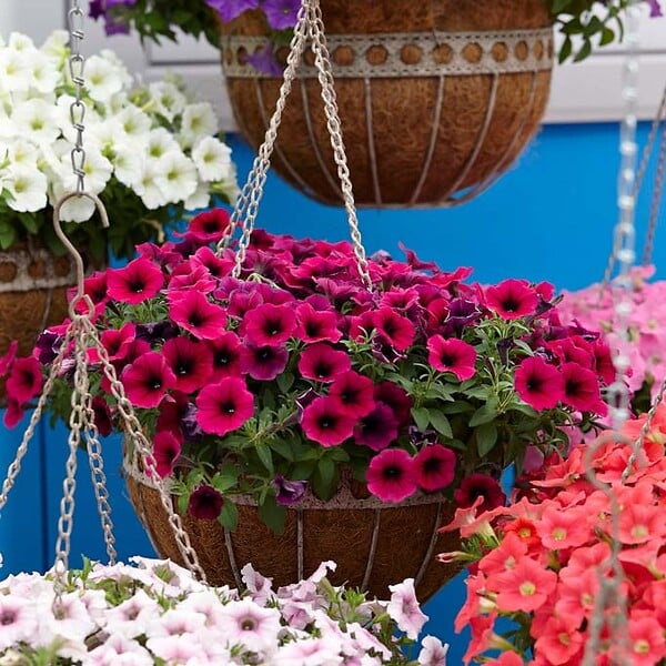 BLOOMIQUE - Lot de 6 - Pétunia à grandes fleurs - Mélange de couleurs - H. 15-20 cm - P. 10,5 cm - large