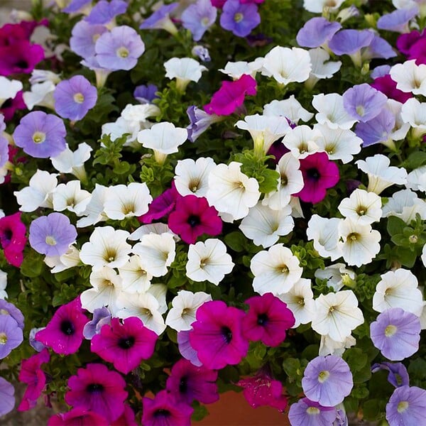 BLOOMIQUE - Lot de 6 - Pétunia à grandes fleurs - Mélange de couleurs - H. 15-20 cm - P. 10,5 cm - large