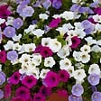 BLOOMIQUE - Lot de 6 - Pétunia à grandes fleurs - Mélange de couleurs - H. 15-20 cm - P. 10,5 cm - vignette