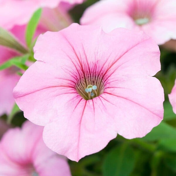 BLOOMIQUE - Lot de 6 - Pétunia à grandes fleurs - Mélange de couleurs - H. 15-20 cm - P. 10,5 cm - large
