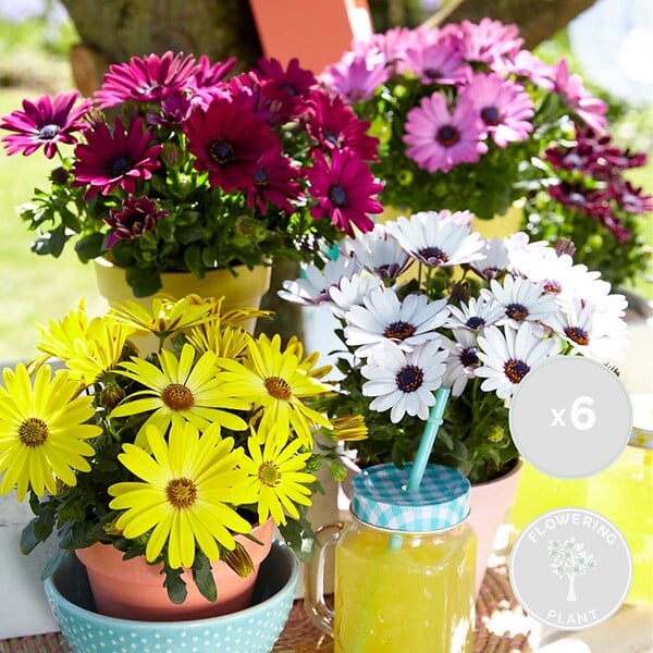 BLOOMIQUE - Lot de 6 - Osteospermum - Marguerite du Cap - Mélange de couleurs - H. 15-20 cm - P. 10,5 cm - large