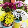 BLOOMIQUE - Lot de 6 - Osteospermum - Marguerite du Cap - Mélange de couleurs - H. 15-20 cm - P. 10,5 cm - vignette