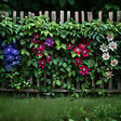 PLANT IN A BOX - Passiflore - Set de 3 - Passiflora hybridum - Hauteur 25-40cm - ⌀9cm - vignette
