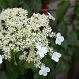 PLANT IN A BOX - Hortensia grimpant - Set de 6 - Hydrangea anomale petiolaris - H25-40cm - ⌀9cm - vignette