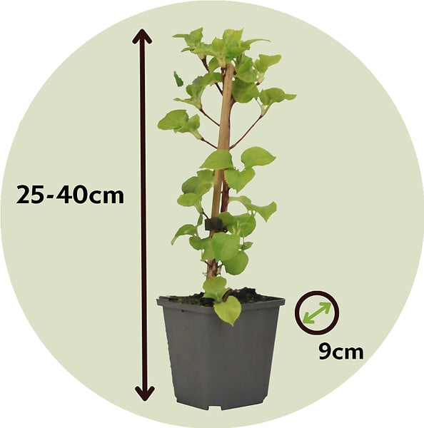 PLANT IN A BOX - Hortensia grimpant - Set de 6 - Hydrangea anomale petiolaris - H25-40cm - ⌀9cm - large