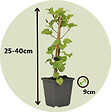 PLANT IN A BOX - Hortensia grimpant - Set de 6 - Hydrangea anomale petiolaris - H25-40cm - ⌀9cm - vignette