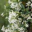 PLANT IN A BOX - Jasmin étoilé - Set de 6 - Trachelospermum jasminoides - Hauteur 25-40cm - ⌀9cm - vignette