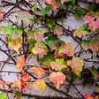 PLANT IN A BOX - Vigne vierge - Set de 3 - Parthenocissus quinquefolia - Hauteur 25-40cm - ⌀9cm - vignette