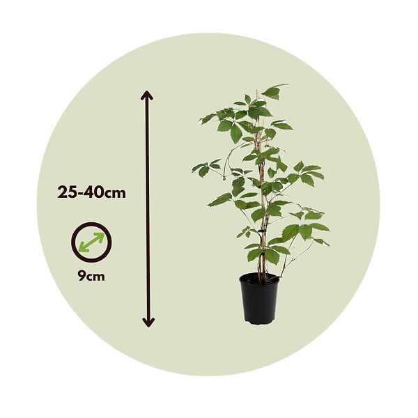 PLANT IN A BOX - Vigne vierge - Set de 3 - Parthenocissus quinquefolia - Hauteur 25-40cm - ⌀9cm - large