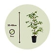 PLANT IN A BOX - Vigne vierge - Set de 3 - Parthenocissus quinquefolia - Hauteur 25-40cm - ⌀9cm - vignette