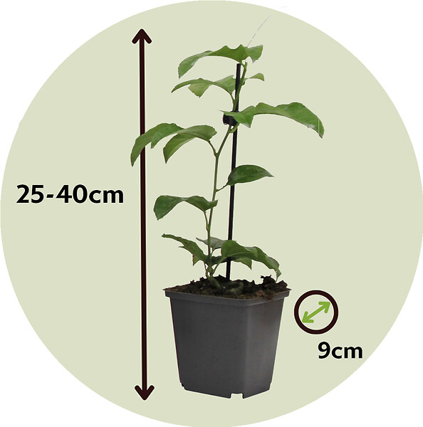 PLANT IN A BOX - Passiflore - Set de 6 - Passiflora edulis 'Frederick' - Hauteur 25-40cm - ⌀9cm - large