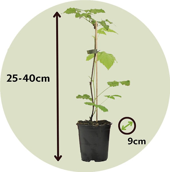 PLANT IN A BOX - Framboisier - Set de 6 - Rubus ideaus 'Autumn Bliss' - Hauteur 25-40cm - ⌀9cm - large