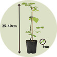 PLANT IN A BOX - Framboisier - Set de 6 - Rubus ideaus 'Autumn Bliss' - Hauteur 25-40cm - ⌀9cm - vignette