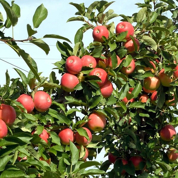 PLANT IN A BOX - Pommier - Set de 3 - Malus - Hauteur 60-70cm - ⌀9cm - large
