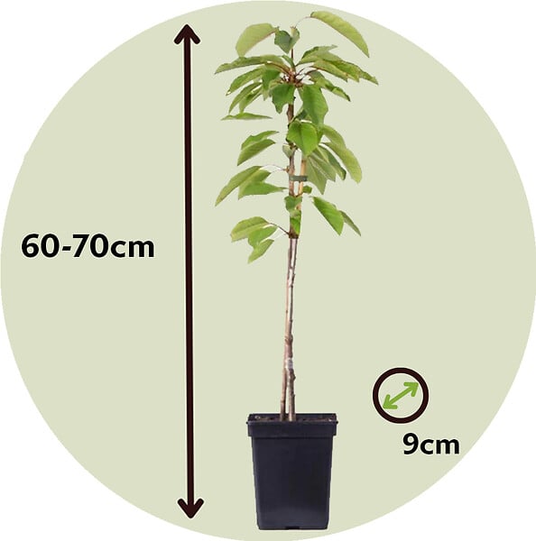 PLANT IN A BOX - Pommier - Set de 3 - Malus - Hauteur 60-70cm - ⌀9cm - large